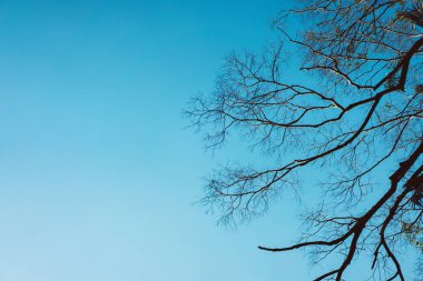 Sabah bahçede bulutsuz gökyüzünde dallar.