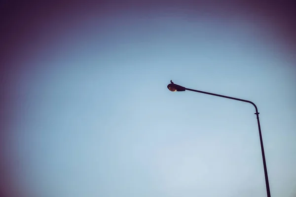 Birds perch on the pole alone. — Stock Photo, Image