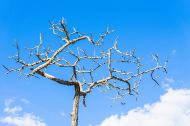 Mavi bir gökyüzü kuru ölü ağaçlar ayakta.