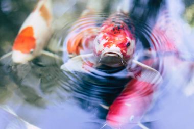 Japon balığı su sabah sırasında nefes alıyorlar.