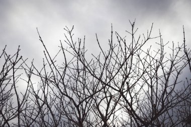 Siyah beyaz gökyüzü şubeleri