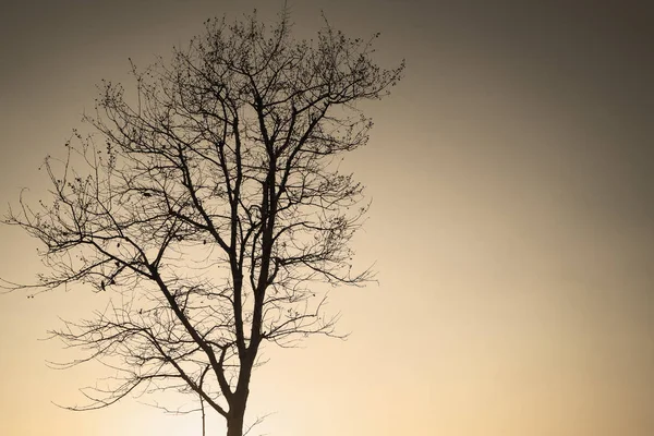 Állandó fa áll egyedül az esti égen — Stock Fotó