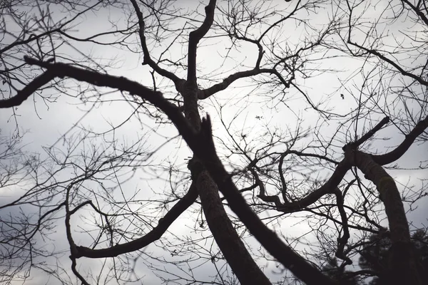 Black branches in the sky white — Stock Photo, Image