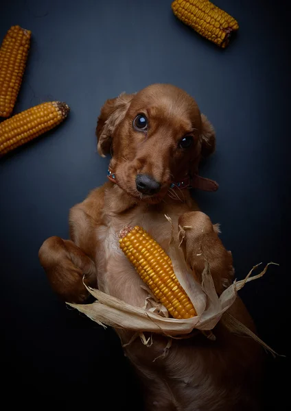Corn harvest. Season corn. Cute amateur corn.Red dog cockier spaniel with corn. Black background.