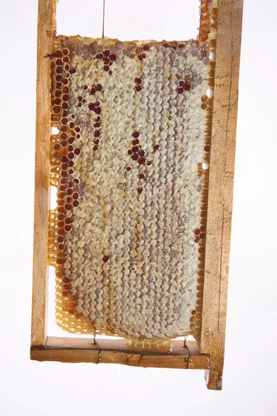 Honey. honey frame. Honeycomb.