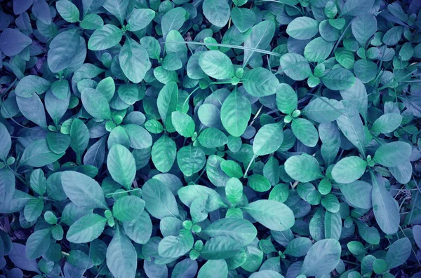 Fantasia plantas verdes e grama — Fotografia de Stock