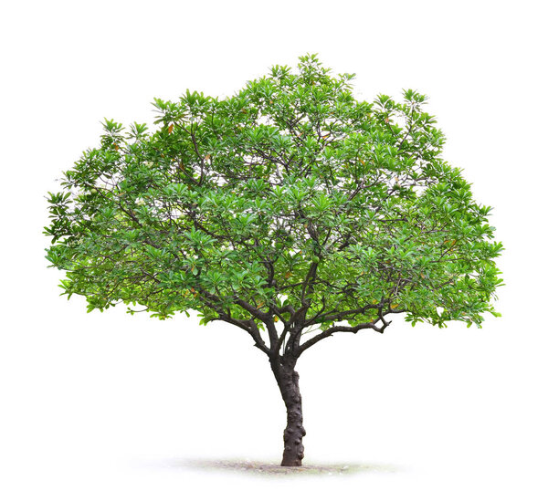 deciduous tree on a white background