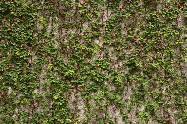 Steinmauer Hintergrund im Vordergrund Gras — Stockfoto