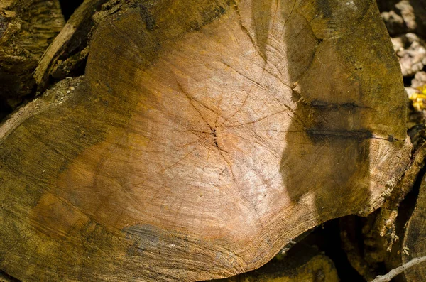 Tree cut, year tree, Inside the wood