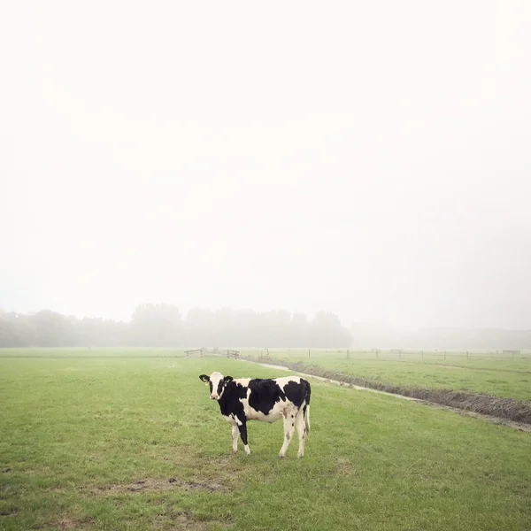Vaca de pie en el campo en la niebla —  Fotos de Stock