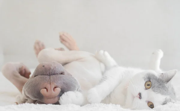 Shar Pei dog and cat — Stock Photo, Image