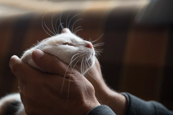 Uomo accarezzando gatto — Foto Stock