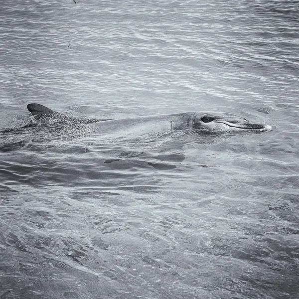 Dolphin swimming in sea — Stock Photo, Image