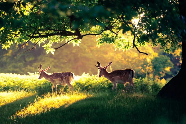 Two deer in park — Stock Photo, Image