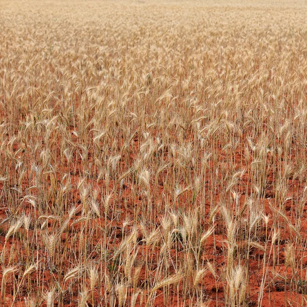小麦畑の背景 — ストック写真