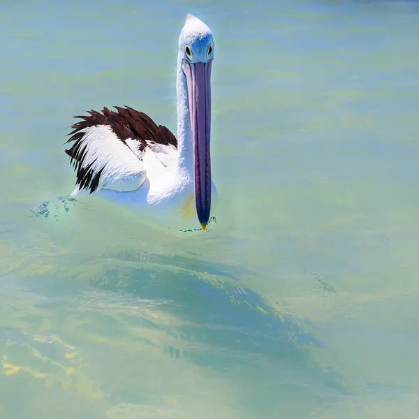 Pelican swimming at sea — Stock Photo, Image