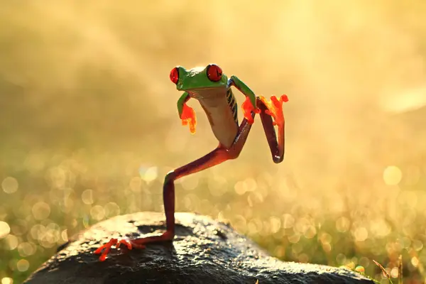 웃 긴 춤 개구리 — 스톡 사진