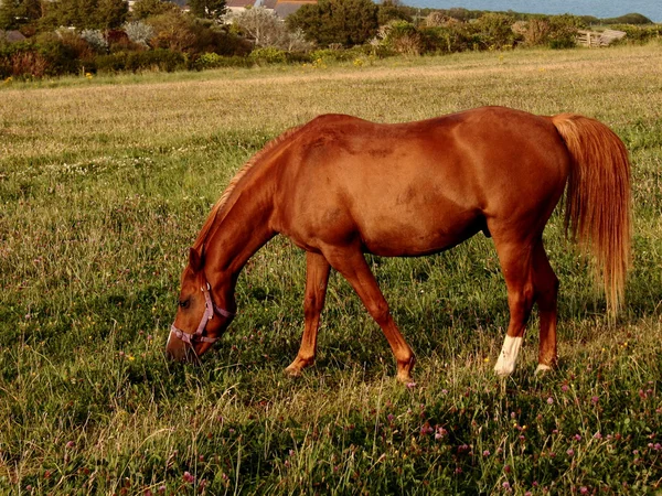 フィールドでの馬の放牧 — ストック写真