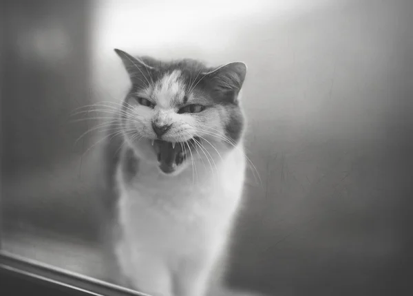 Retrato de gato maullador —  Fotos de Stock