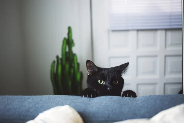 ソファーの肘掛けの上を覗く猫 — ストック写真