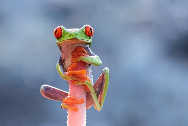 Red-eyed tree frog — Stock Photo, Image