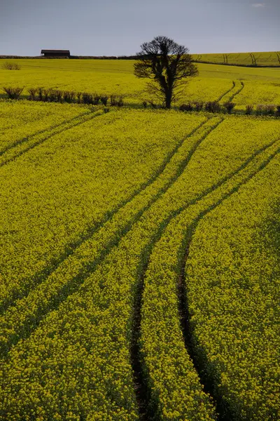 Vista do campo durante o dia — Fotografia de Stock