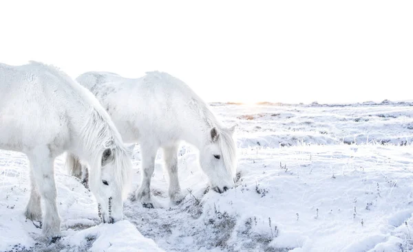 Konie na trawie pod śniegiem — Zdjęcie stockowe