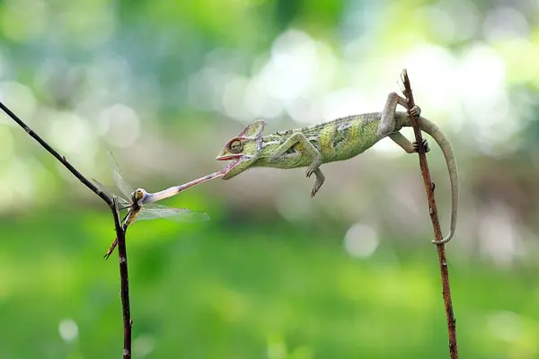 Chameleon caught a dragonfly — Stock Photo, Image