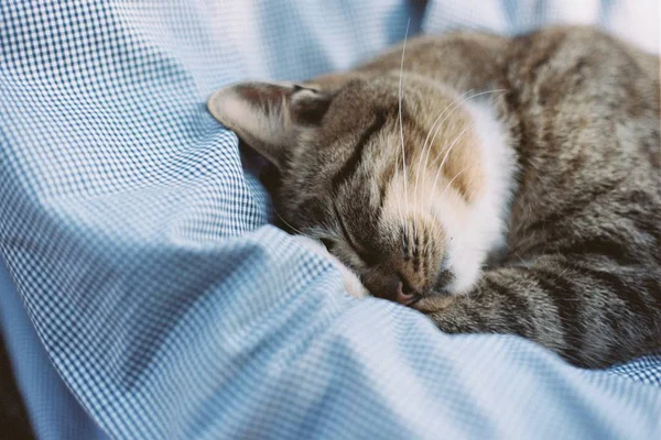 Katze schläft auf Kissen — Stockfoto