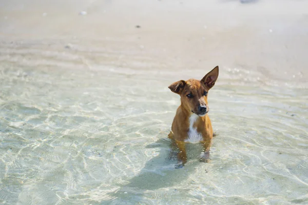 Hond zit in zee — Stockfoto