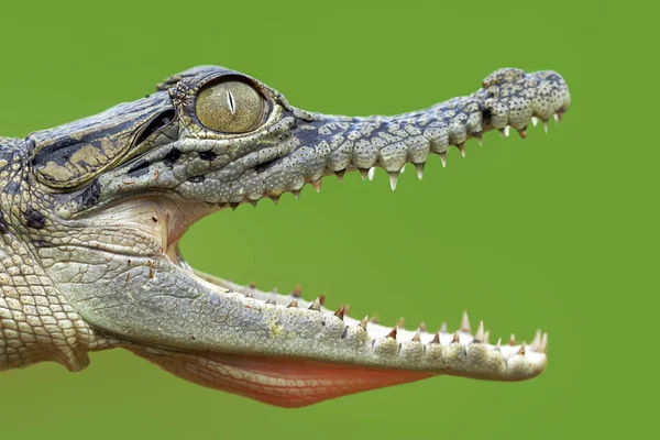 Open mouthed crocodile — Stock Photo, Image