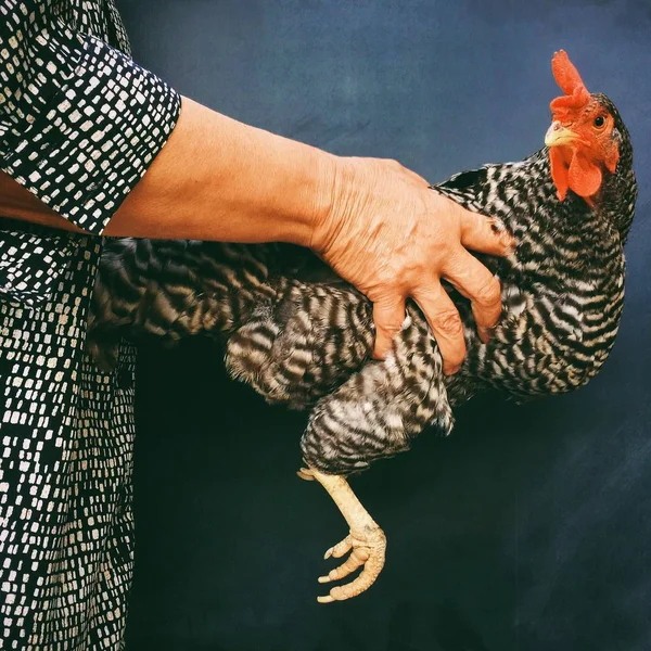 Mulher segurando galinha — Fotografia de Stock