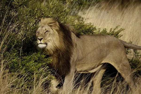 Male lion marking his territory — Stock Photo, Image