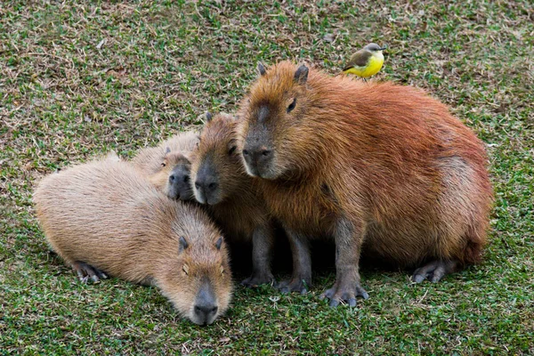 カピバラ、ブラジルのグループ — ストック写真