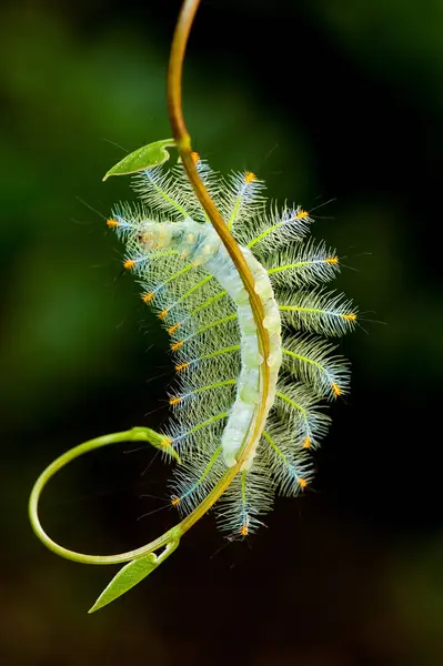 Caterpillar larva on vine — Stock Photo, Image