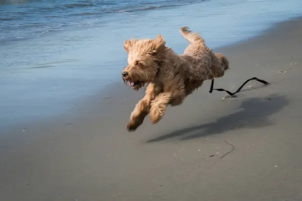 Irish Terrier Dog — Stock Photo, Image