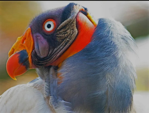 Retrato de un buitre rey — Foto de Stock