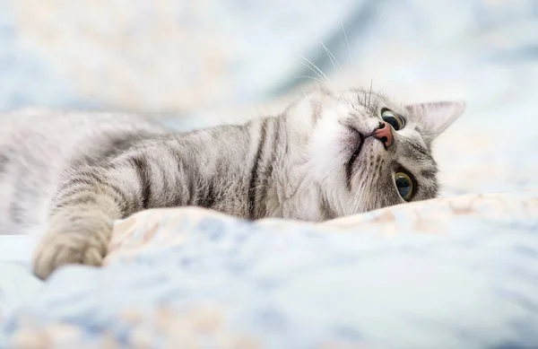 Kot, relaksując się w łóżku — Zdjęcie stockowe