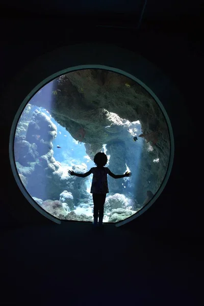 Силуэт девушки, смотрящей в аквариуме — стоковое фото