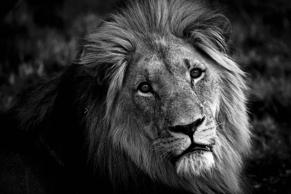 Portrait of male lion — Stock Photo, Image