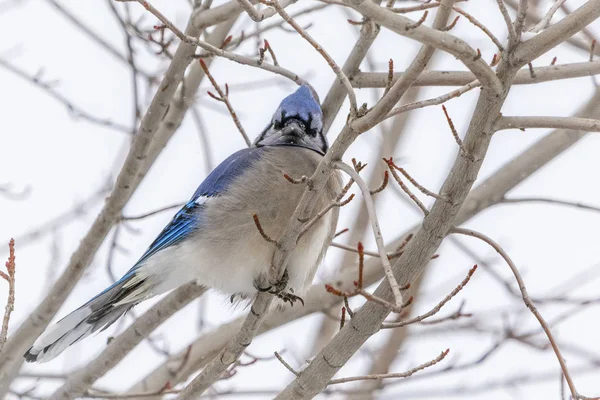 Jay azul en el árbol — Foto de Stock