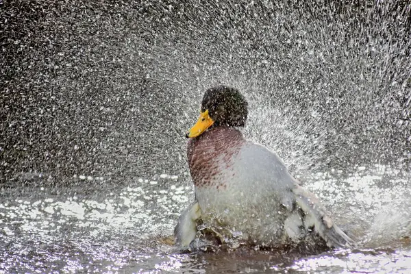 Duck splashing water — Stock Photo, Image