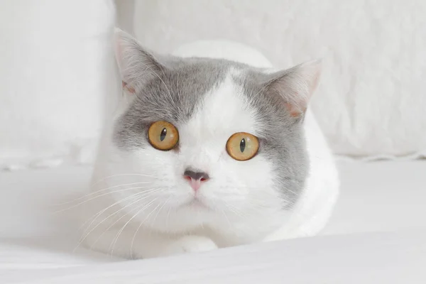 Yatakta döşeme kedi portresi — Stok fotoğraf