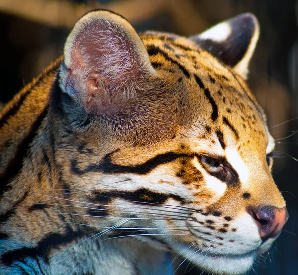 Bozal gato salvaje — Foto de Stock