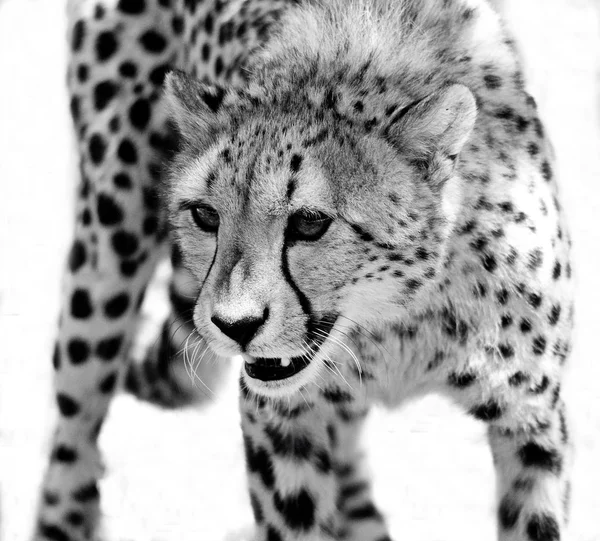 Porträtt av Cheetah brusande — Stockfoto