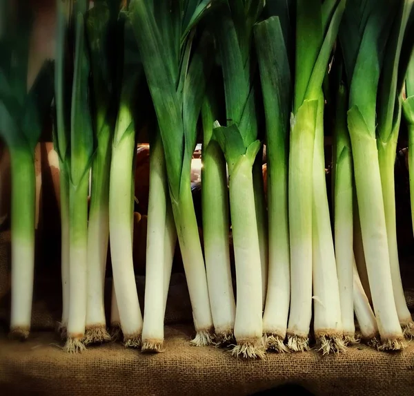 Row of fresh organic green leeks — Stock Photo, Image