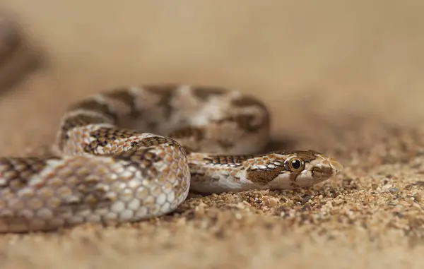 Serpent à tête plate, Lytorhynchus diadema — Photo