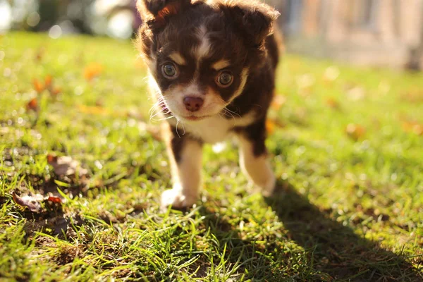 Chihuahua cachorro hacia la cámara —  Fotos de Stock