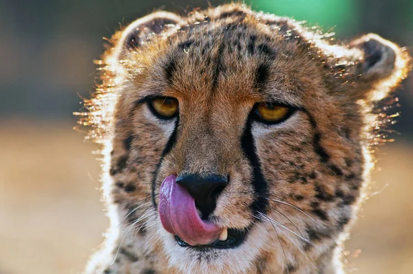 Retrato de Cheetah, Sudáfrica —  Fotos de Stock