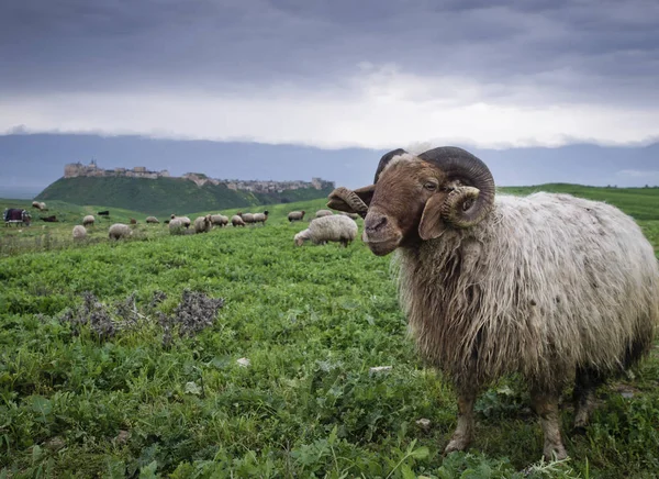 Schafherde, syrien — Stockfoto